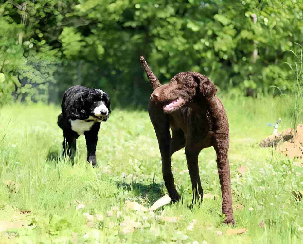 Two dogs happily running side by side.