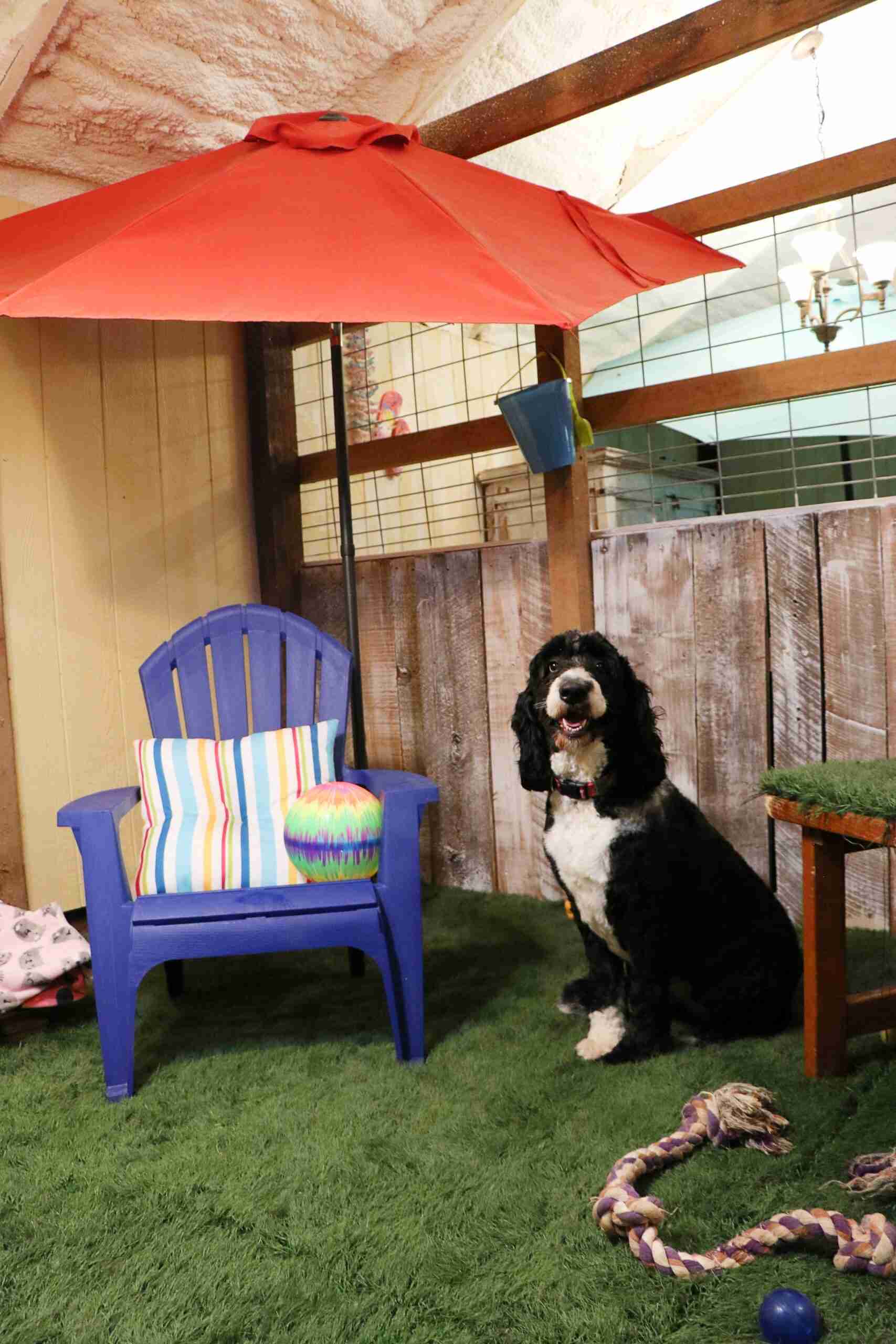 A dog on the beach with a colorful pin.