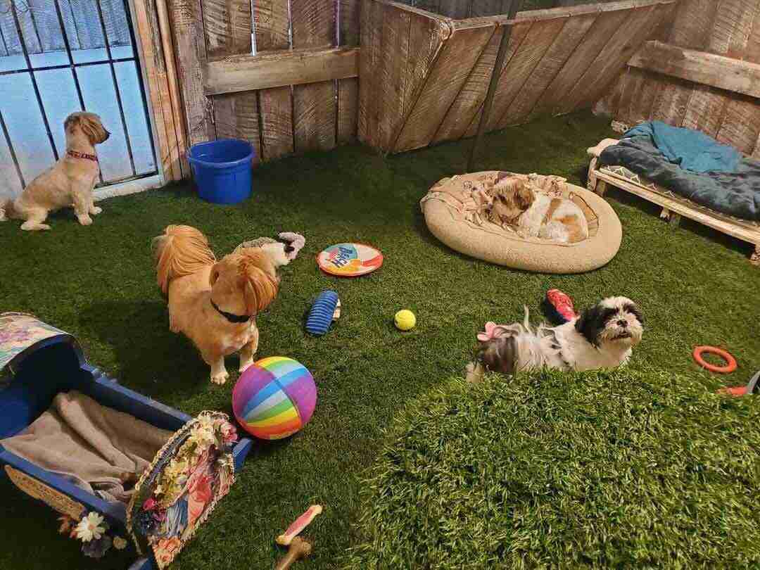 A cheerful group of dogs gathered together.