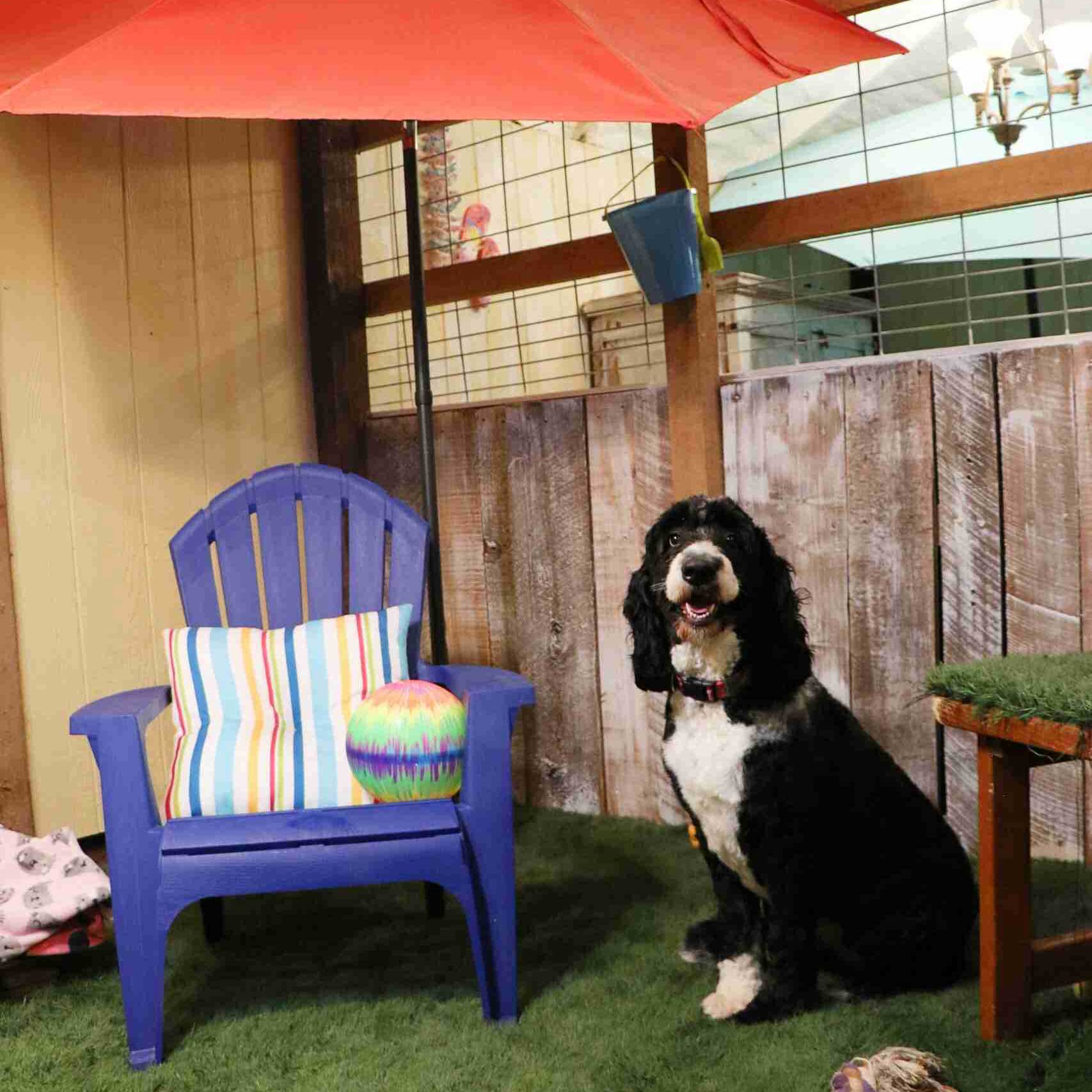 Dogs looking for a stress-free environment